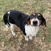 Thumbnail photo of Velma #1