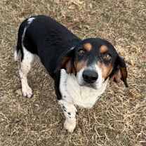 Thumbnail photo of Velma #3