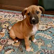 Thumbnail photo of Rue #1