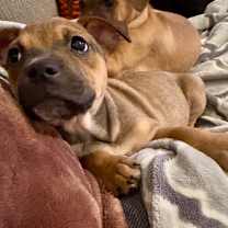 Thumbnail photo of Katniss #3