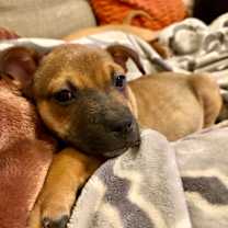 Thumbnail photo of Katniss #2