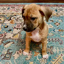 Thumbnail photo of Rue #2