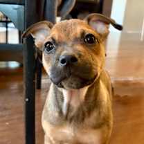 Thumbnail photo of Katniss #4