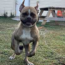 Thumbnail photo of Hank #3