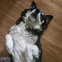 Thumbnail photo of Molly #3