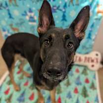 Thumbnail photo of Sawyer #1