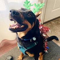 Thumbnail photo of Koa #1