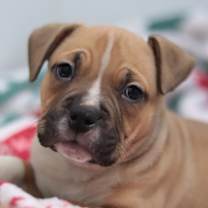 Thumbnail photo of Roast Beast (Beefy) #1