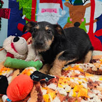 Thumbnail photo of Astra #4