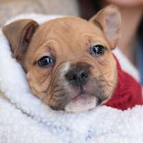 Thumbnail photo of Earsy (Flakezz) #4