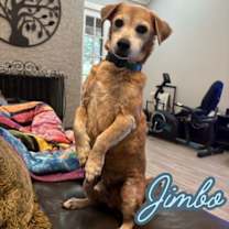 Thumbnail photo of Jimbo #2