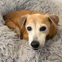 Thumbnail photo of Jimbo #3