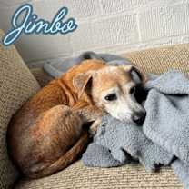 Thumbnail photo of Jimbo #4