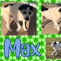 Thumbnail photo of Max #1