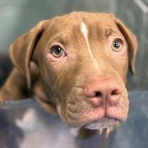 Thumbnail photo of Ludacris #4