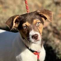 Thumbnail photo of Pooh #1