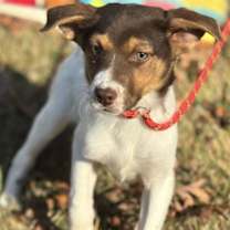 Thumbnail photo of Pooh #2