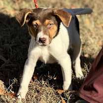 Thumbnail photo of Pooh #3