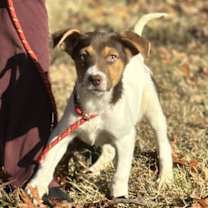 Thumbnail photo of Pooh #4