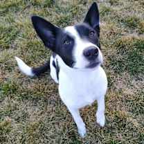 Thumbnail photo of Blitzen #1