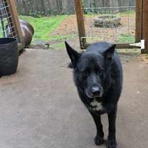 Thumbnail photo of Bruno and Bonnie #1