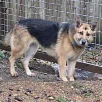 Thumbnail photo of Bruno and Bonnie #4