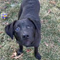 Thumbnail photo of Mavis-Please Call (402) 441-4488 Ext.1 To Meet Me! #1