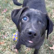 Thumbnail photo of Mavis-Please Call (402) 441-4488 Ext.1 To Meet Me! #4