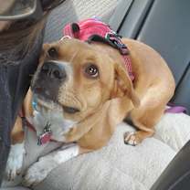 Thumbnail photo of Sheikah #1