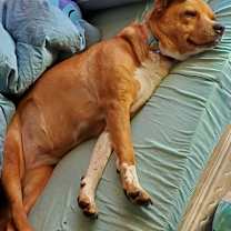 Thumbnail photo of Sheikah #2