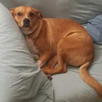 Thumbnail photo of Sheikah #3