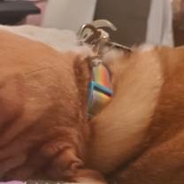 Thumbnail photo of Sheikah #4