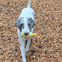 Thumbnail photo of Brutus #3