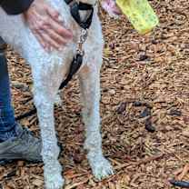 Thumbnail photo of Brutus #4