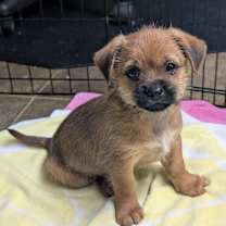 Thumbnail photo of Axel #1