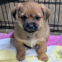 Thumbnail photo of Axel #2