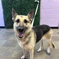 Thumbnail photo of Artemis #2