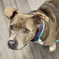 Thumbnail photo of Muffet #2