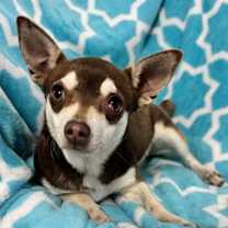 Thumbnail photo of Jazz #4