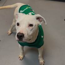 Thumbnail photo of Pubby 2836 #4