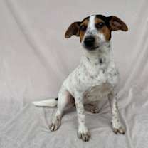 Thumbnail photo of Gilly #2