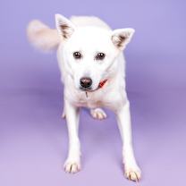 Thumbnail photo of Hyoni #1