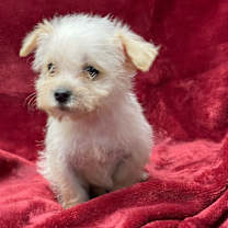 Thumbnail photo of DOONEY #1