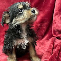 Thumbnail photo of BOURKE #1