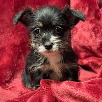 Thumbnail photo of BURBERRY #1