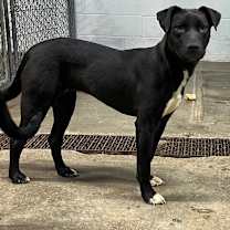 Thumbnail photo of Emmy 111D25 #4