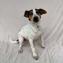 Thumbnail photo of Gilly #3