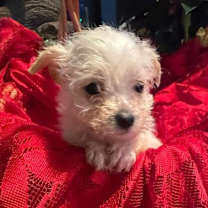 Thumbnail photo of DOONEY #2