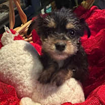 Thumbnail photo of BOURKE #2