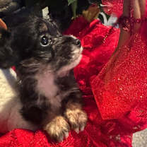 Thumbnail photo of BURBERRY #2